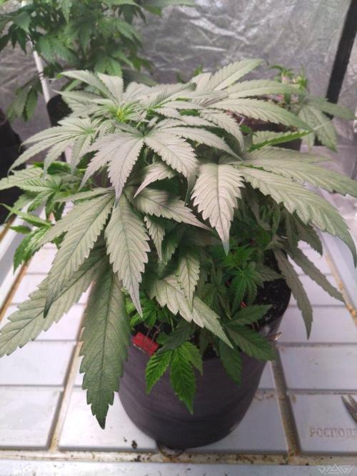 Ukhta. Fruit Gum. Week 8