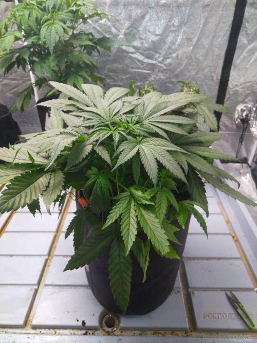 Ukhta. Fruit Gum. Week 8