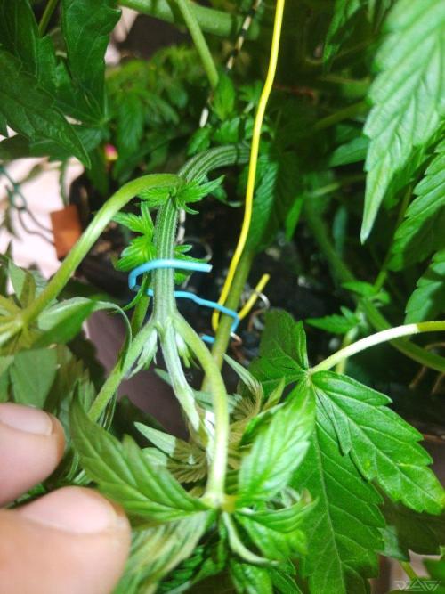 Ukhta. Fruit Gum. Week 8