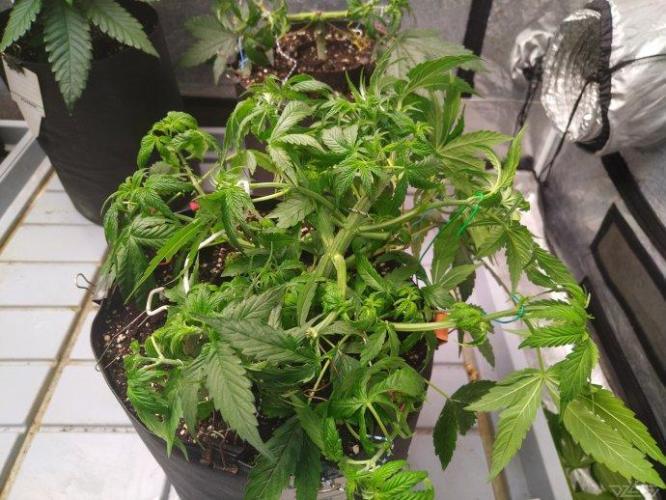 Ukhta. Fruit Gum. Week 8