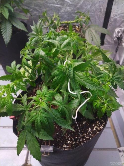 Ukhta. Fruit Gum. Week 8