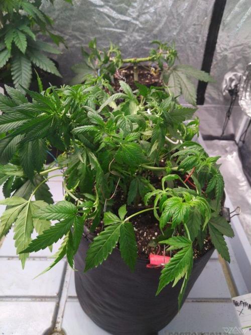 Ukhta. Fruit Gum. Week 8