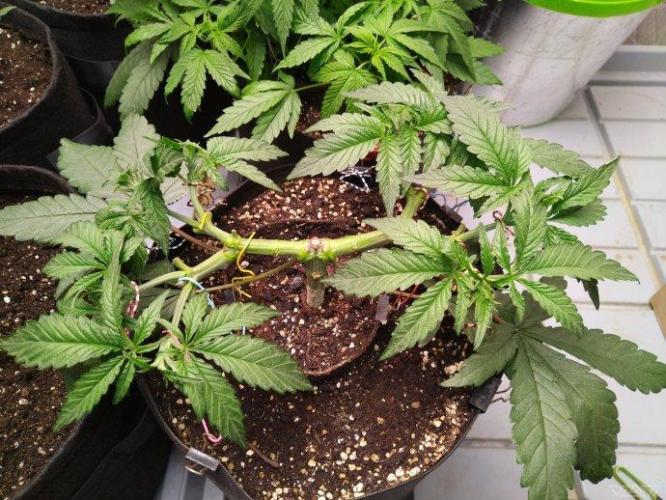 Ukhta. Fruit Gum. Week 9