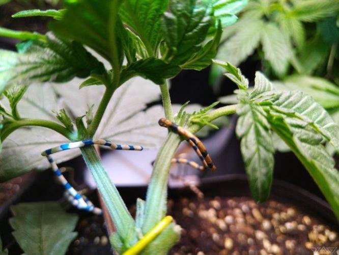 Ukhta. Fruit Gum. Week 9