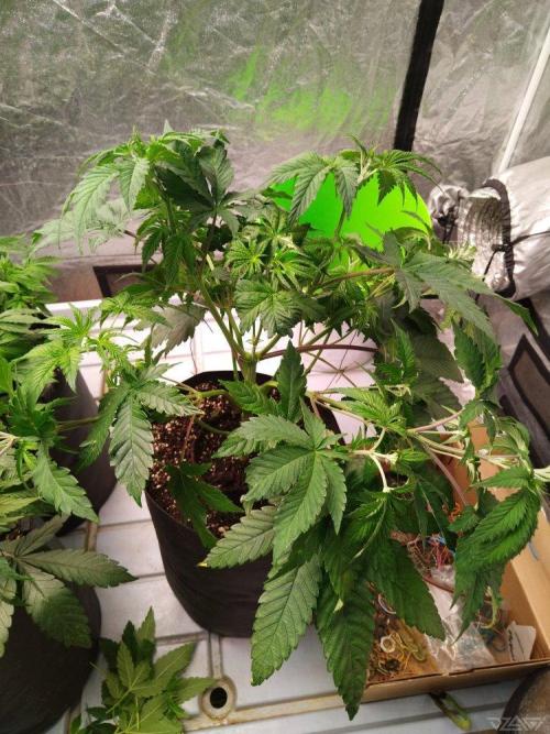 Ukhta. Fruit Gum. Week 9