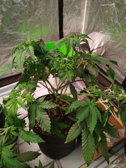Ukhta. Fruit Gum. Week 9