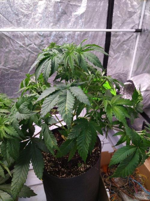 Ukhta. Fruit Gum. Week 9