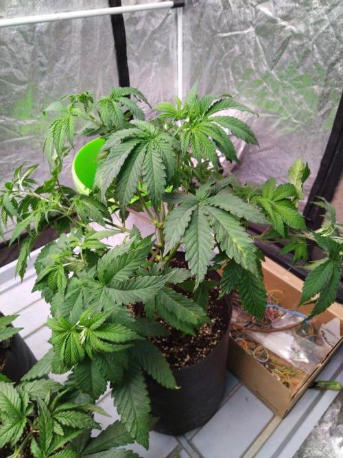 Ukhta. Fruit Gum. Week 9