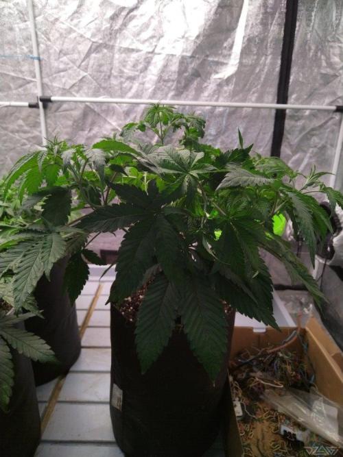 Ukhta. Fruit Gum. Week 9