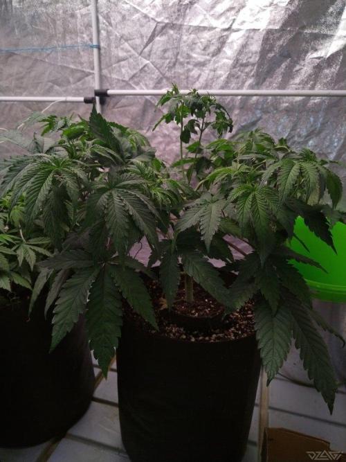 Ukhta. Fruit Gum. Week 9