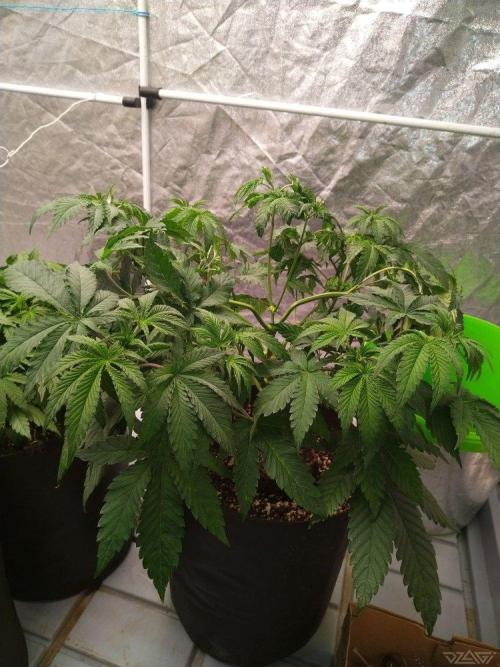 Ukhta. Fruit Gum. Week 9