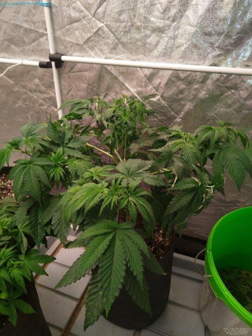 Ukhta. Fruit Gum. Week 9