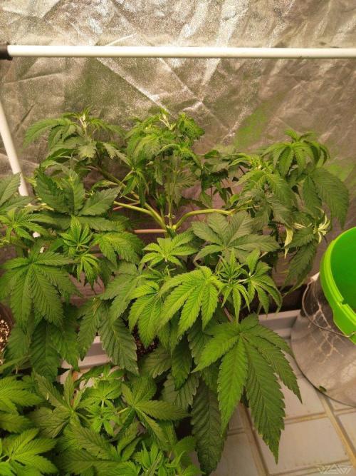 Ukhta. Fruit Gum. Week 9