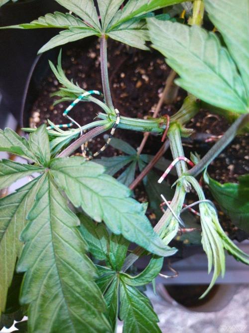 Ukhta. Fruit Gum. Week 10