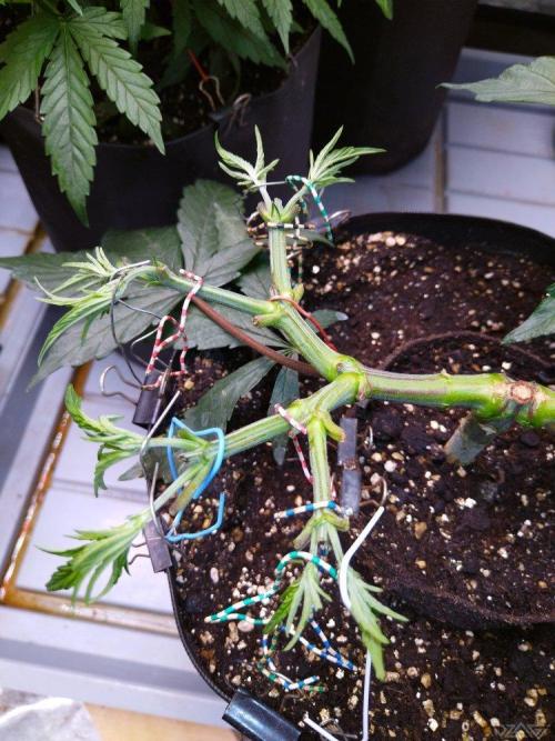 Ukhta. Fruit Gum. Week 10