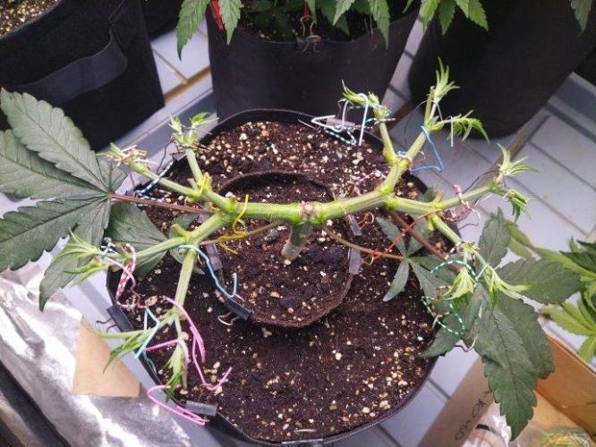 Ukhta. Fruit Gum. Week 10