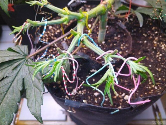 Ukhta. Fruit Gum. Week 10