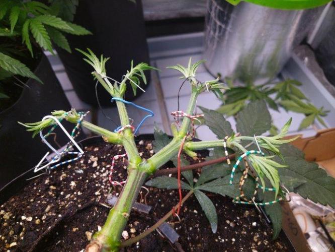 Ukhta. Fruit Gum. Week 10