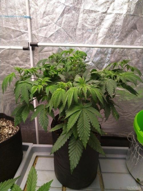 Ukhta. Fruit Gum. Week 10