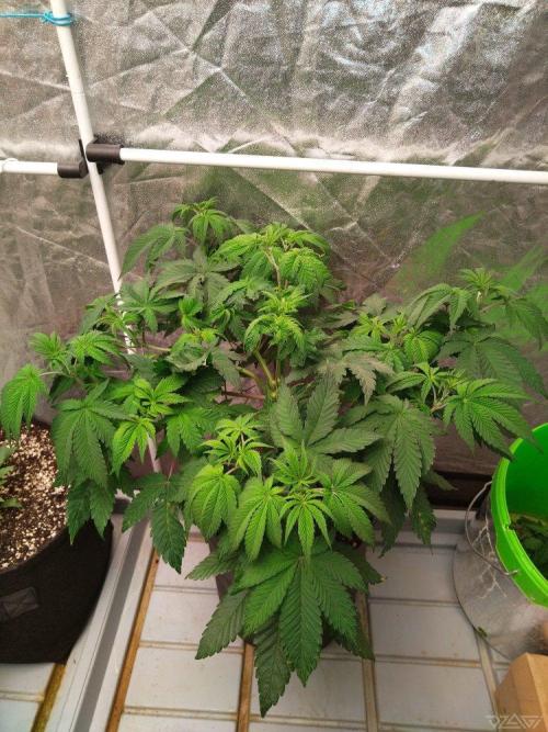 Ukhta. Fruit Gum. Week 10