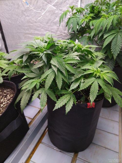 Ukhta. Fruit Gum. Week 10