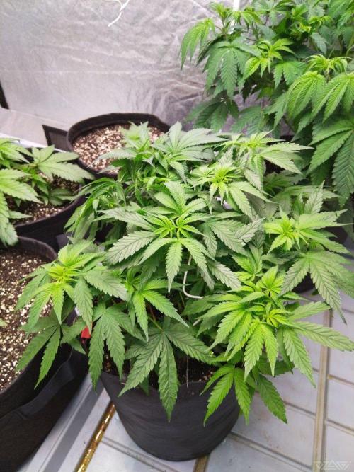 Ukhta. Fruit Gum. Week 10