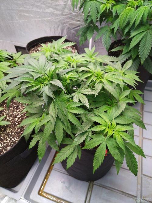 Ukhta. Fruit Gum. Week 10