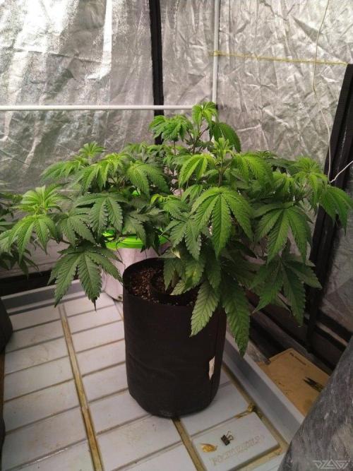 Ukhta. Fruit Gum. Week 11