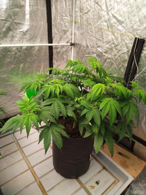 Ukhta. Fruit Gum. Week 11