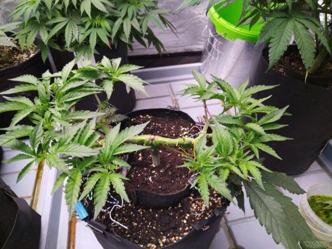 Ukhta. Fruit Gum. Week 11