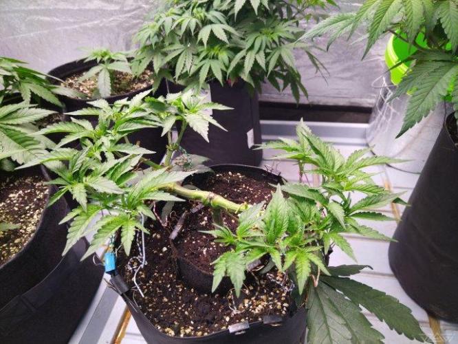 Ukhta. Fruit Gum. Week 11