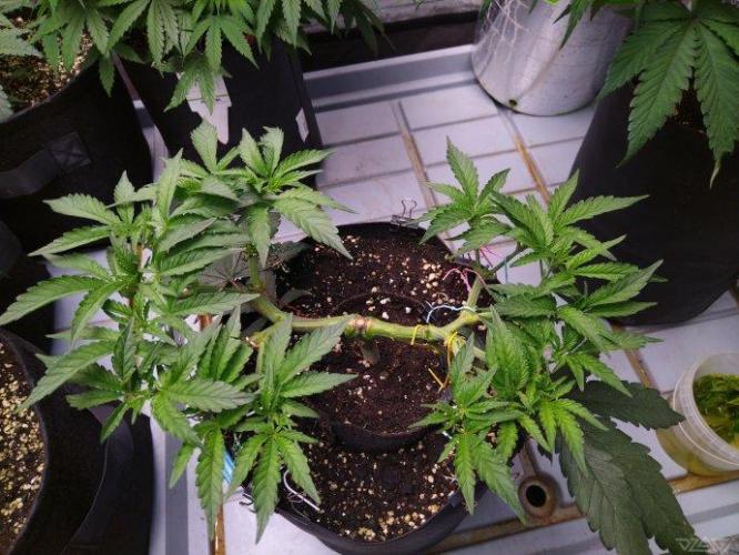 Ukhta. Fruit Gum. Week 11