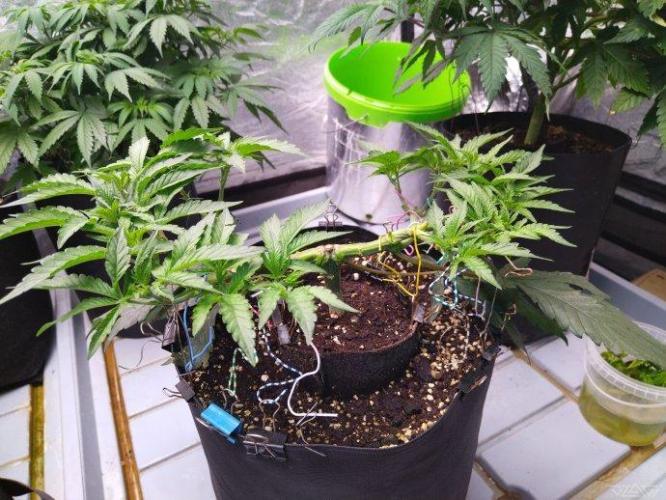 Ukhta. Fruit Gum. Week 11