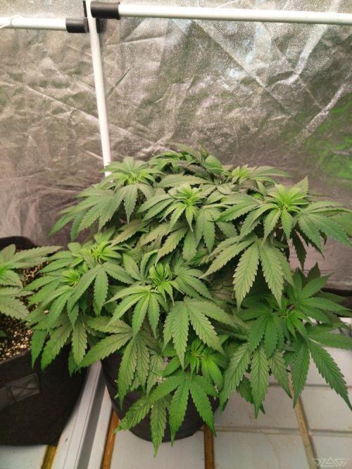 Ukhta. Fruit Gum. Week 11