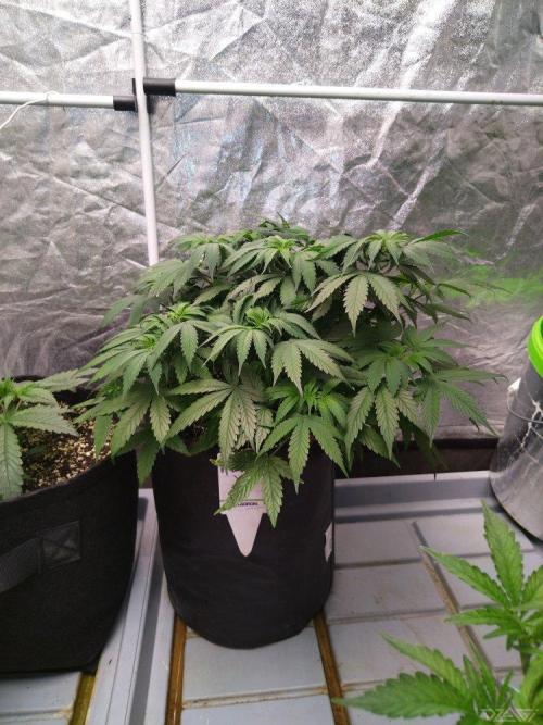 Ukhta. Fruit Gum. Week 11