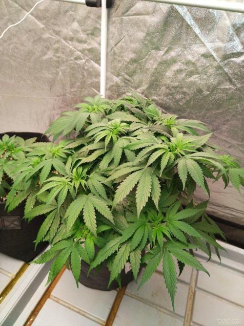 Ukhta. Fruit Gum. Week 11