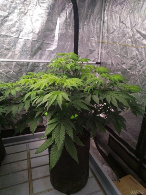 Ukhta. Fruit Gum. Week 12