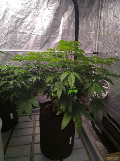 Ukhta. Fruit Gum. Week 12