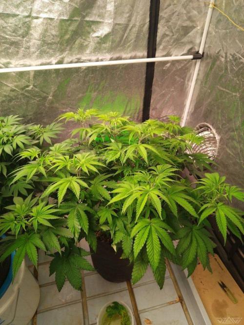 Ukhta. Fruit Gum. Week 12