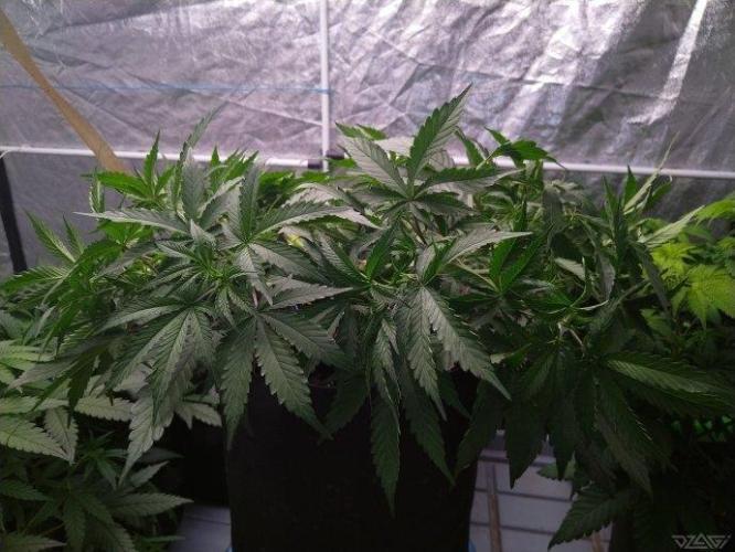 Ukhta. Fruit Gum. Week 12