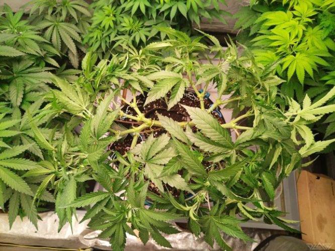 Ukhta. Fruit Gum. Week 12