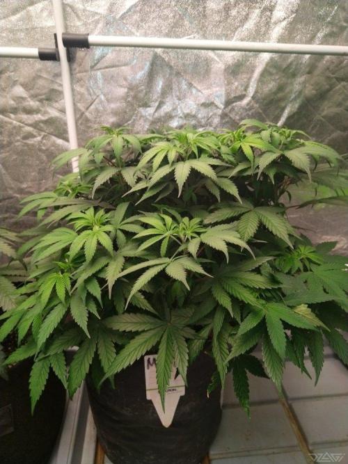 Ukhta. Fruit Gum. Week 12