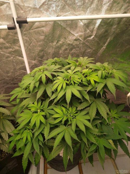 Ukhta. Fruit Gum. Week 12