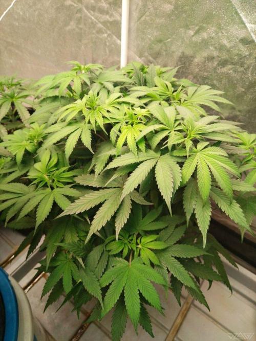 Ukhta. Fruit Gum. Week 12