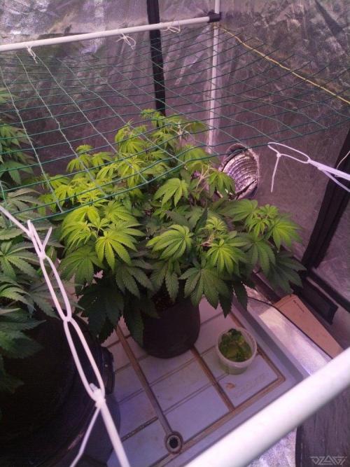 Ukhta. Fruit Gum. Week 12