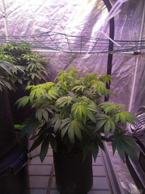 Ukhta. Fruit Gum. Week 12