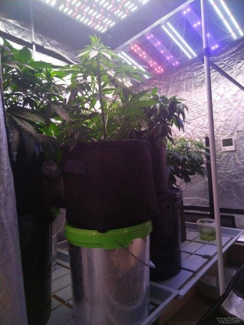 Ukhta. Fruit Gum. Week 12