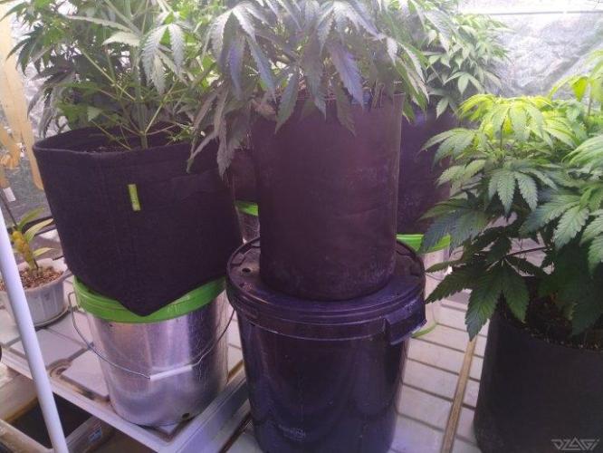 Ukhta. Fruit Gum. Week 12