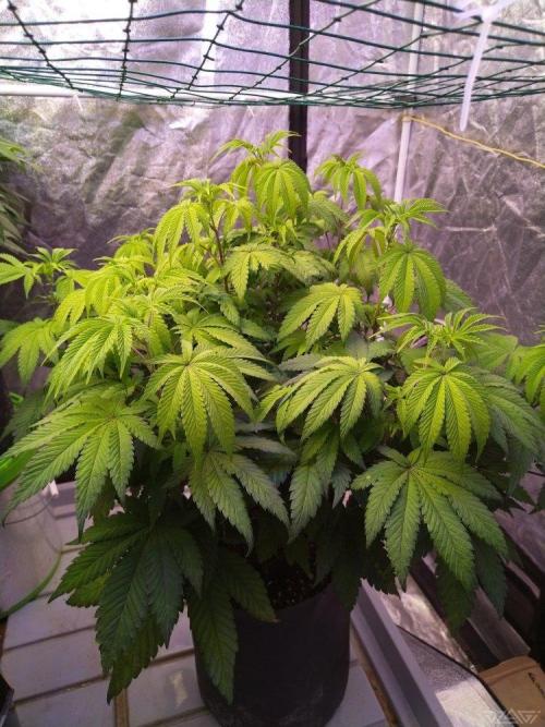 Ukhta. Fruit Gum. Week 13