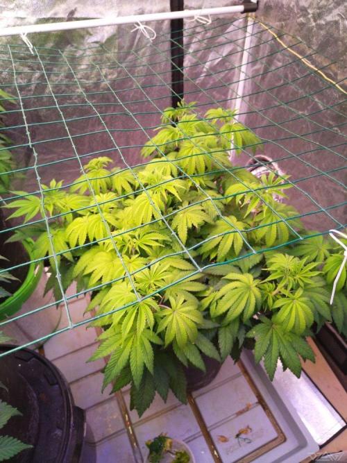 Ukhta. Fruit Gum. Week 13